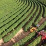 PIB do agronegócio brasileiro registra queda de 2,99% em 2023, segundo CNA e Cepea