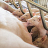 Granjas de genética suína direcionam seus esforços para o mercado asiático