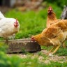 Escócia planeja proibir gaiolas para galinhas poedeiras até 2034