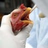 União Europeia avalia controle brasileiro da influenza aviária