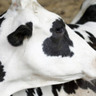Surto de influenza aviária em bovinos destaca a necessidade de colaboração entre setores