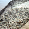 Paraná cria Associação de Produtores de Peixes para impulsionar piscicultura