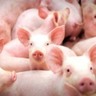 Brasil expande exportações de suínos vivos para cinco países