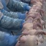 Queda nas cotações da carne de frango persiste em abril, segundo Cepea