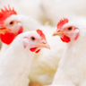 Reino Unido tem novas metas de combate às mudanças climáticas para empresas avícolas