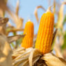 Ucrânia deve exportar 1 milhão de toneladas de milho para a China até maio