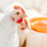 Carne de frango: fraca demanda pressiona cotações em março, aponta Cepea