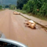 Enchentes afetam milhares de animais da pecuária no RS; veja a fatalidade em vídeo