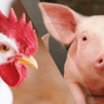 Recuo no abate de suínos e frangos marca o primeiro trimestre de 2024, aponta IBGE