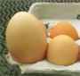 Galinha bota ovo gigante