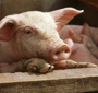 Preço do suíno sobe no RS
