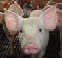 Suíno estabilizado no RS