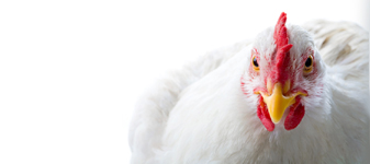 O Brasil é o maior exportador de carne de frango do mundo