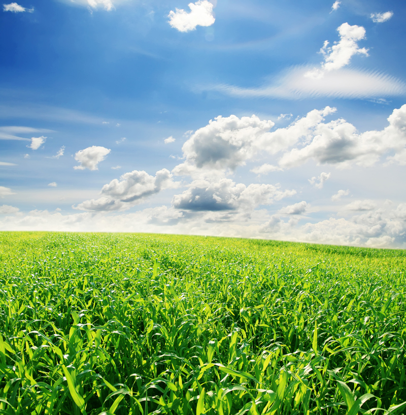 O consumo de transgênicos é seguro? O consumo de transgênicos é seguro?