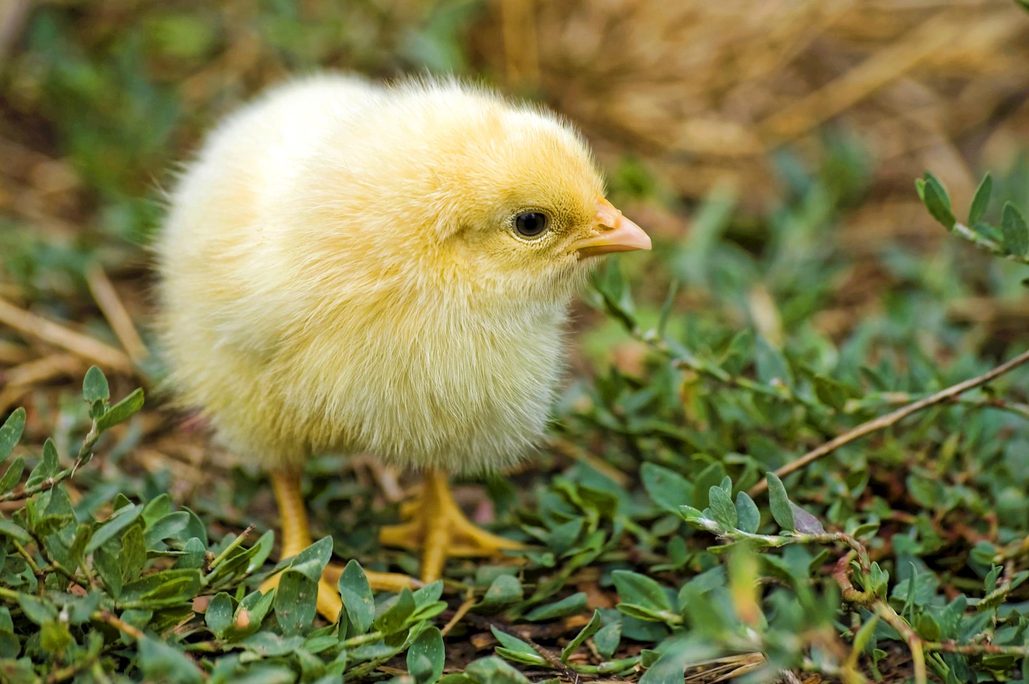 Sanidade Avícola Preventiva: Visão econômica parte I - por Roberto Bordin Sanidade Avícola Preventiva: Visão econômica parte I - por Roberto Bordin