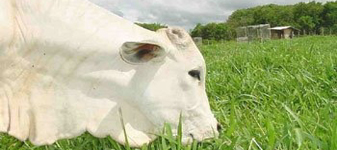 Exportações de carne bovina cresceram 29% em fevereiro