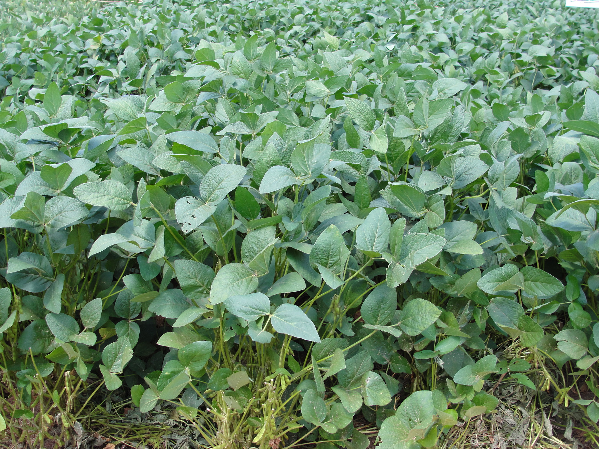 Produtor de soja de Itararé (SP) é premiado por safra sem agrotóxico Produtor de soja de Itararé (SP) é premiado por safra sem agrotóxico