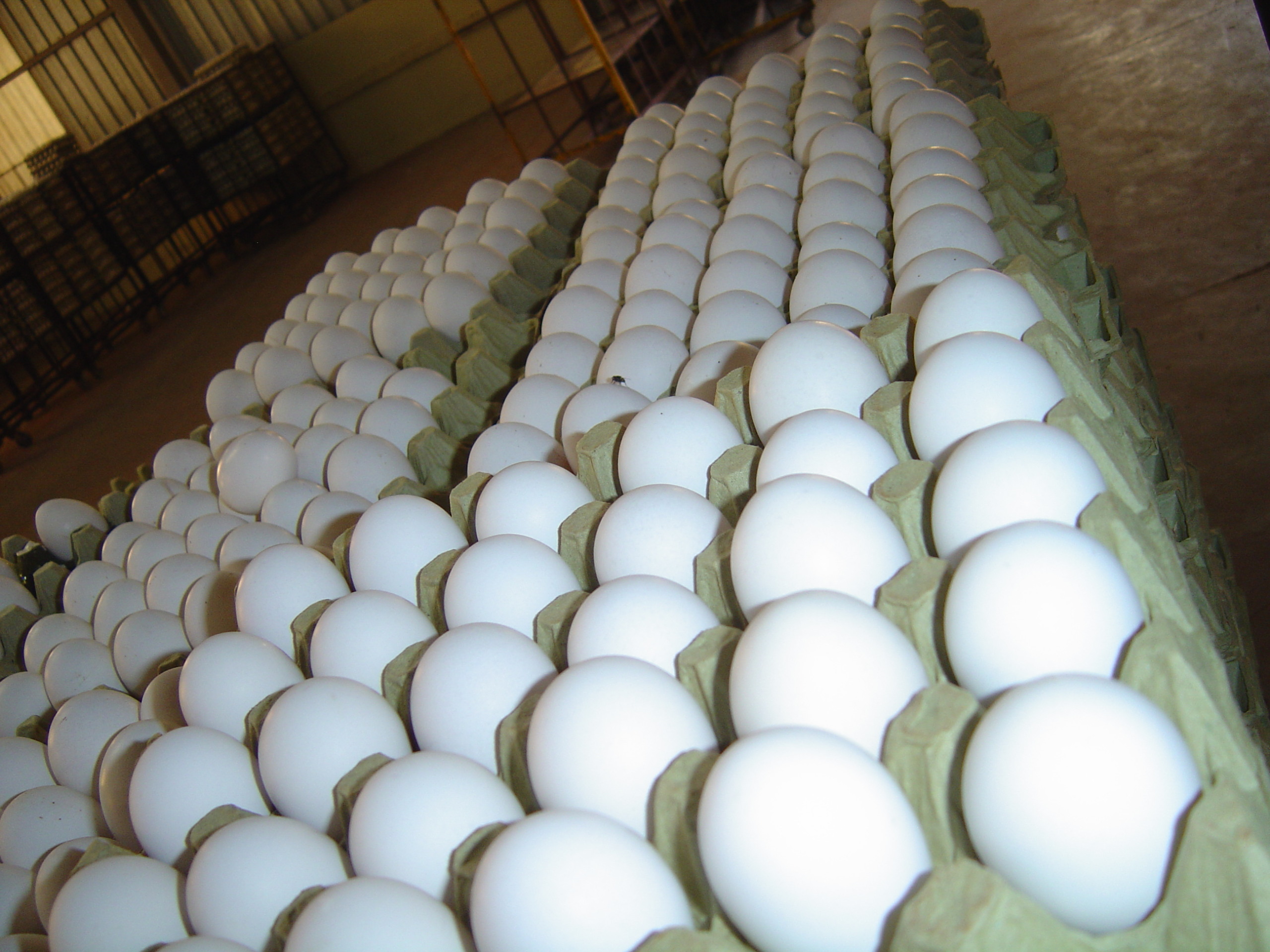 Estratégias para estímulo ao consumo de ovos são debatidas em São Paulo