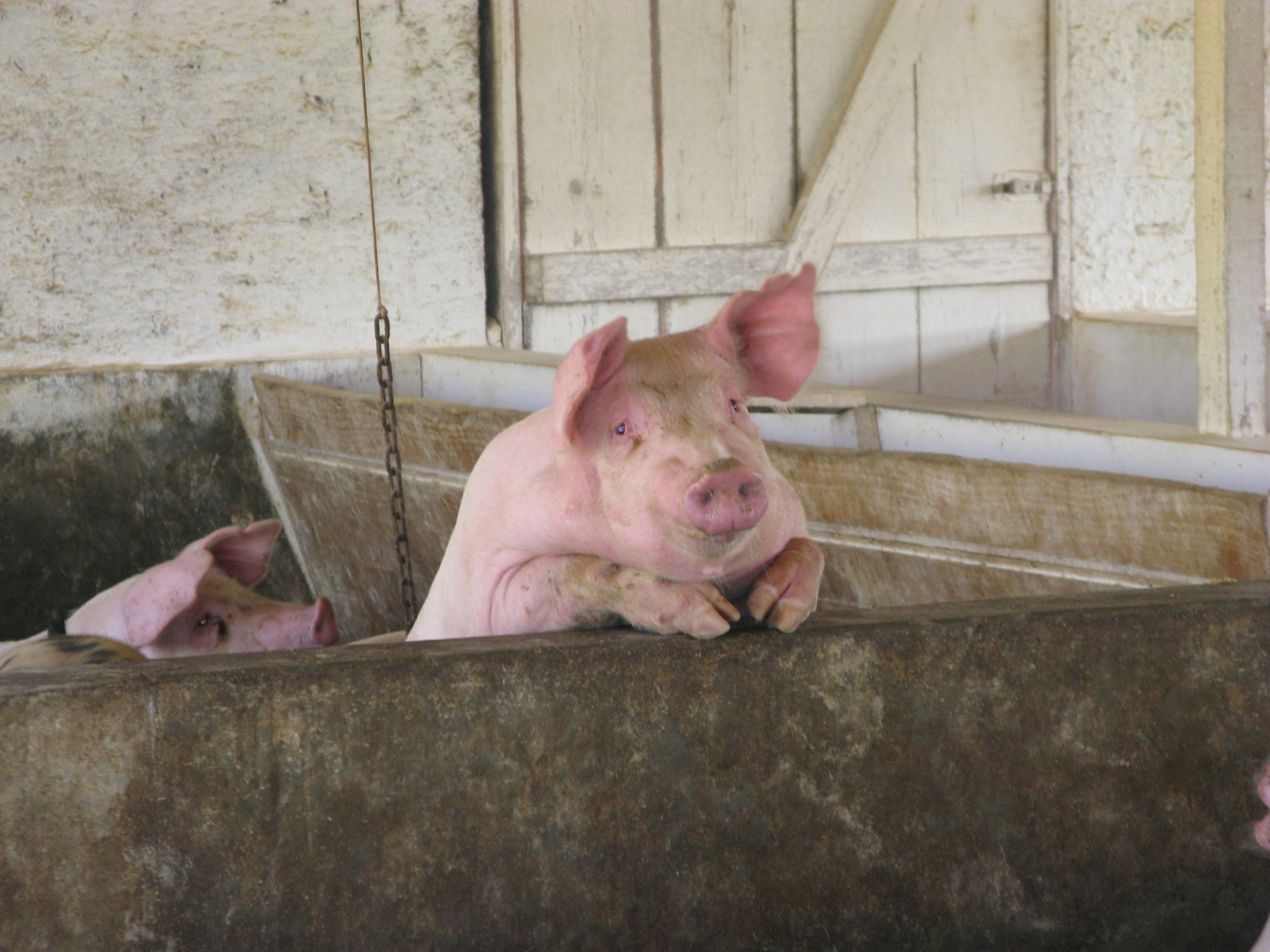 Suinocultores almejam criação de associação em Boa Vista do Buricá (RS) Suinocultores almejam criação de associação em Boa Vista do Buricá (RS)