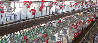 Compostagem como tratamento de cama de frango e esterco de poedeiras - por Karolina Von Zuben Augusto Compostagem como tratamento de cama de frango e esterco de poedeiras - por Karolina Von Zuben Augusto