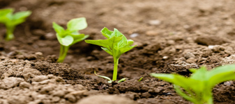 IGC revisa para cima produção mundial de milho e trigo em 2013/14