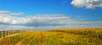 Presidente da CTNBio prega continuidade Presidente da CTNBio prega continuidade