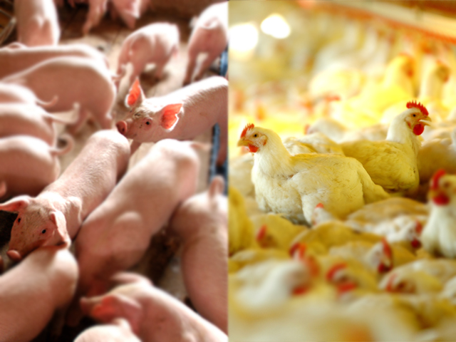 Frango e ovos sobem em SP, suíno cai