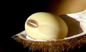 Cepea: valorização da soja pode estimular plantio na próxima safra Cepea: valorização da soja pode estimular plantio na próxima safra