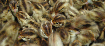 A qualidade da água de bebida para as codornas - Parte II - por Roberto Bordin