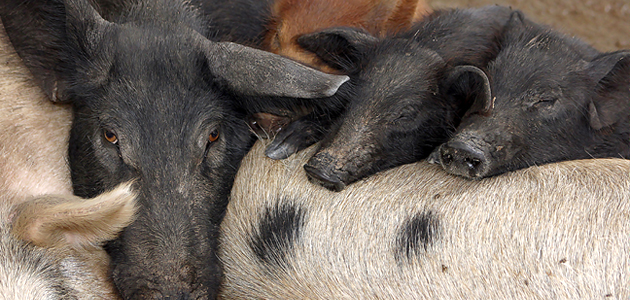 Preservação de raça e produção de carne é projeto da EBDA para a raça suína Piau Preservação de raça e produção de carne é projeto da EBDA para a raça suína Piau