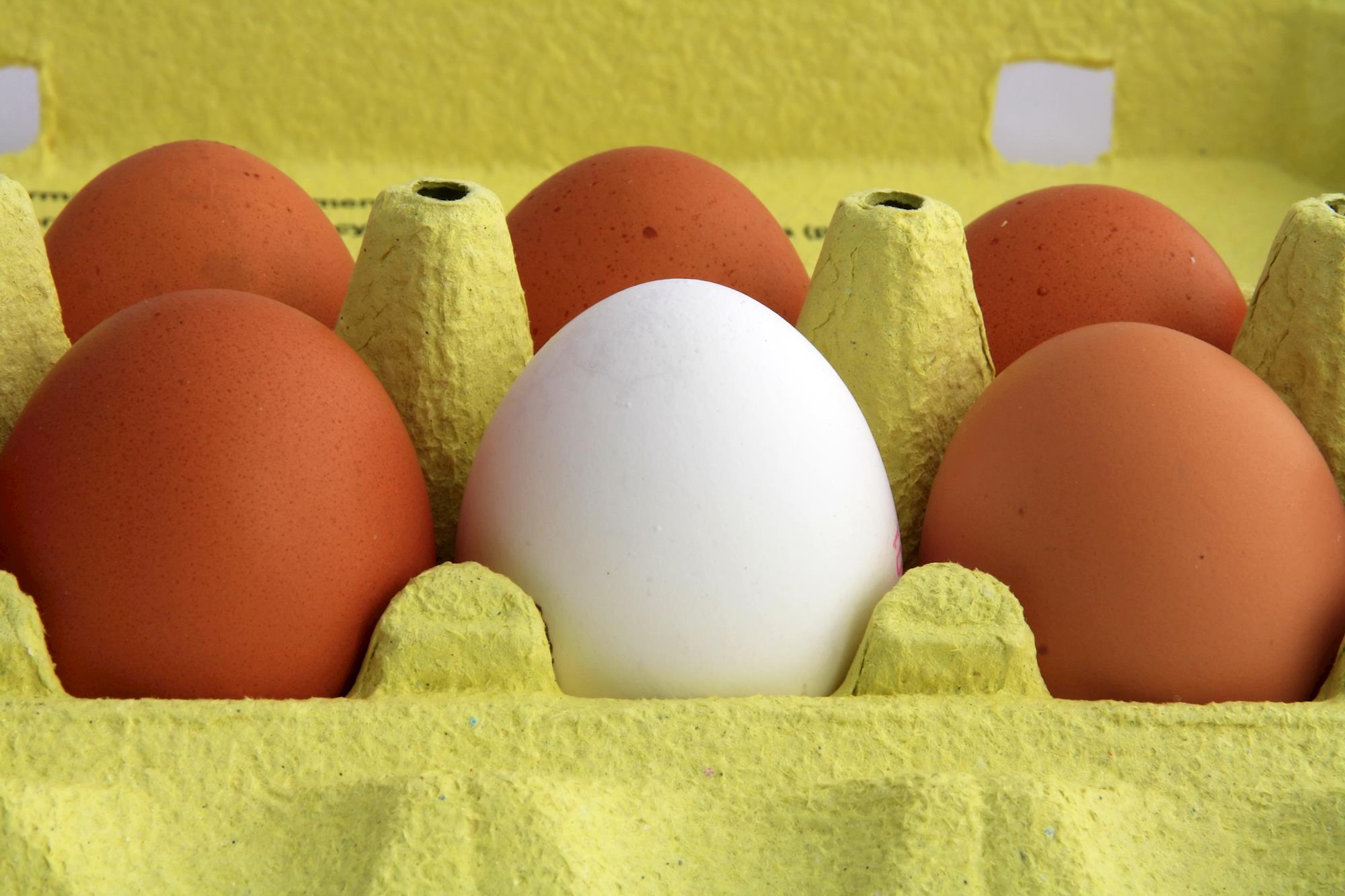 Preços de ovos devem seguir estáveis no final de semana