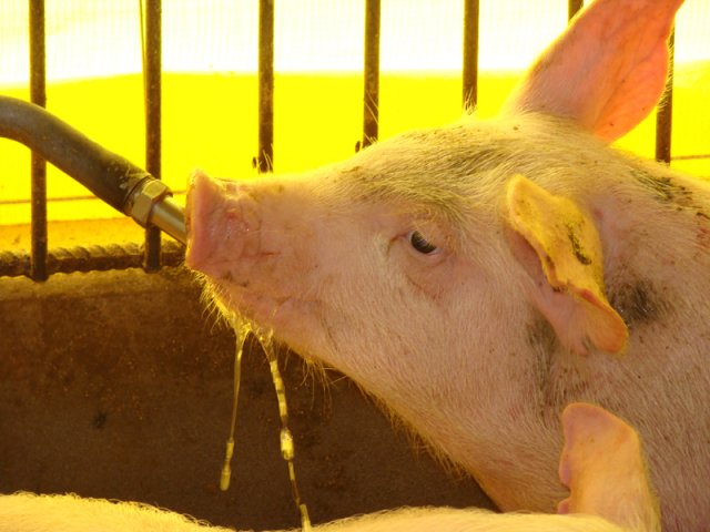 Qualificação e aprimoramento são palavras-chave para suinocultura no RS Qualificação e aprimoramento são palavras-chave para suinocultura no RS