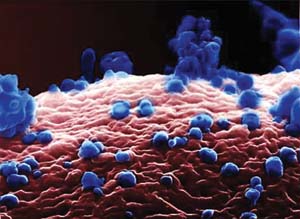 Governo de Taiwan é acusado de encobrir Influenza Aviária