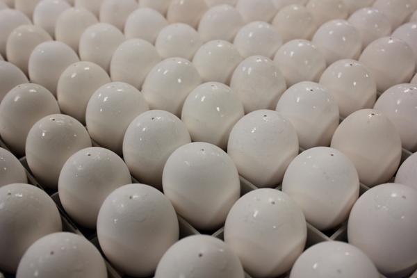 Novo sistema de vacinação in ovo pode ajudar avicultor brasileiro a crescer em eficiência