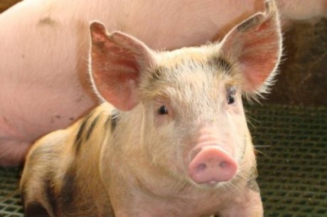 Preço pago pelo quilo do suíno chega a R$ 3,06 no RS Preço pago pelo quilo do suíno chega a R$ 3,06 no RS