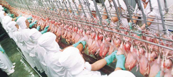 Missão da Síria visita frigoríficos de abate halal no Brasil