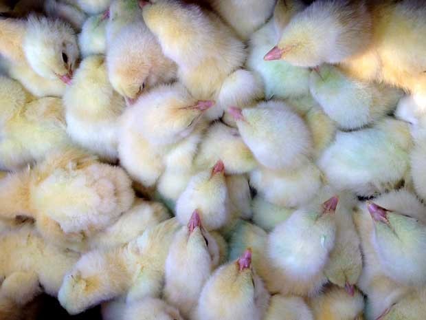 Avicultura brasileira e argentina debatem acordos bilaterais e prevenção à Influenza Aviária Avicultura brasileira e argentina debatem acordos bilaterais e prevenção à Influenza Aviária