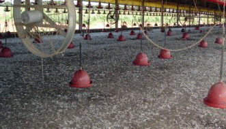 Crise na produção de frangos faz criadores abandonarem a atividade Crise na produção de frangos faz criadores abandonarem a atividade