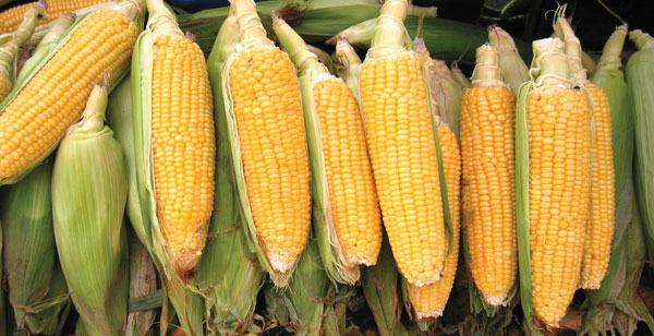 Colheita recorde de milho não muda desafios dos agricultores de MS Colheita recorde de milho não muda desafios dos agricultores de MS