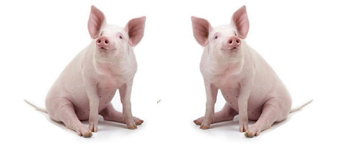 Comentário do Preço do Suíno gaúcho