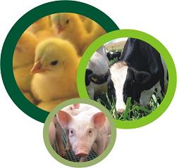 Uma reflexão sobre Educação em Produção Animal