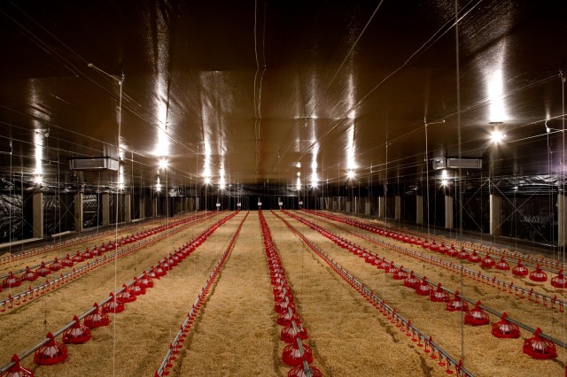 Workshop sobre Dark House na avicultura chega a um modelo ideal do sistema para o Brasil Workshop sobre Dark House na avicultura chega a um modelo ideal do sistema para o Brasil