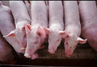 MSD Saúde Animal marca presença no Simpósio Internacional de Suinocultura, em Porto Alegre MSD Saúde Animal marca presença no Simpósio Internacional de Suinocultura, em Porto Alegre