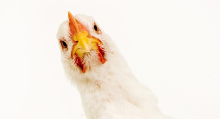 Aplicação de cloro no tratamento de água na avicultura