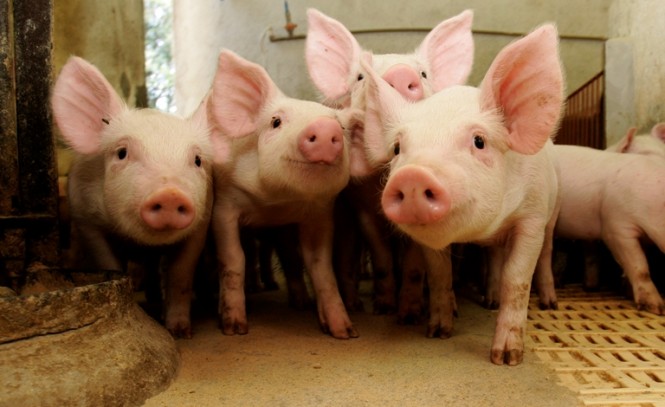 Criadores de suínos do RS recebem maior valor pela carne em 4 anos