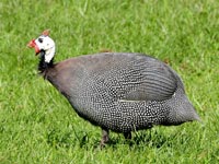 Detalhes sobre a criação da galinha da angola