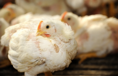 Queda nos preços do frango no atacado