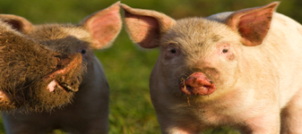 Suíno vivo ultrapassa o valor de R$ 4,00 por quilo em São Paulo Suíno vivo ultrapassa o valor de R$ 4,00 por quilo em São Paulo