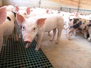 ABPA defende status sanitário da suinocultura brasileira no Peru