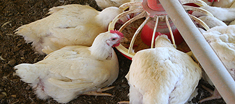 Avanços da avicultura na área de nutrição - por João Carlos de Angelo Avanços da avicultura na área de nutrição - por João Carlos de Angelo